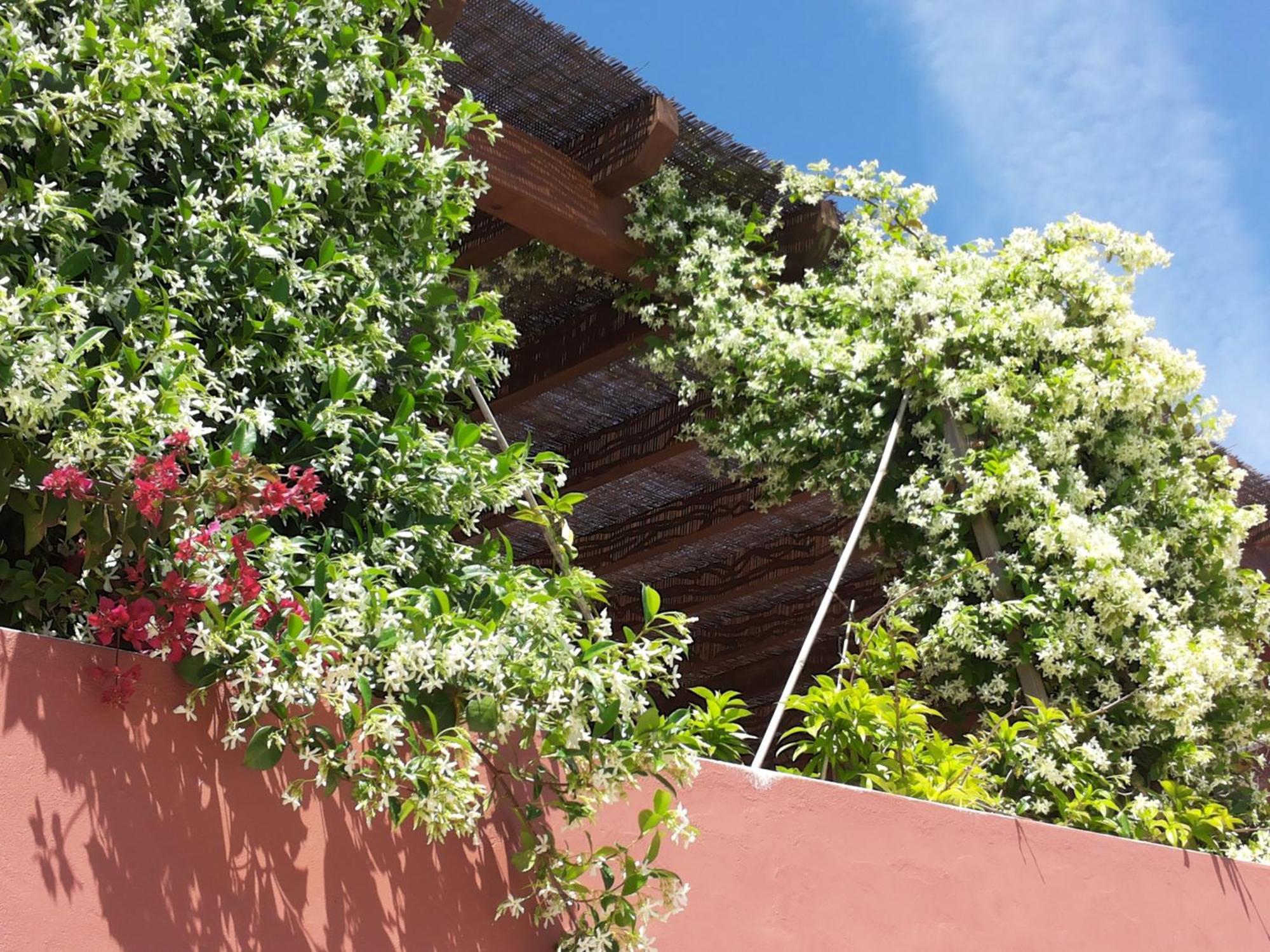 Bed and Breakfast Gato Preto de Silves - Adults Only Esterno foto