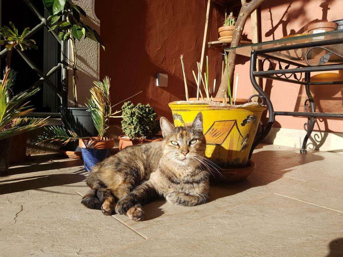Bed and Breakfast Gato Preto de Silves - Adults Only Esterno foto